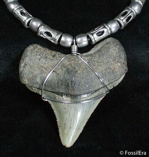 Inch Megalodon Tooth Necklace #2797